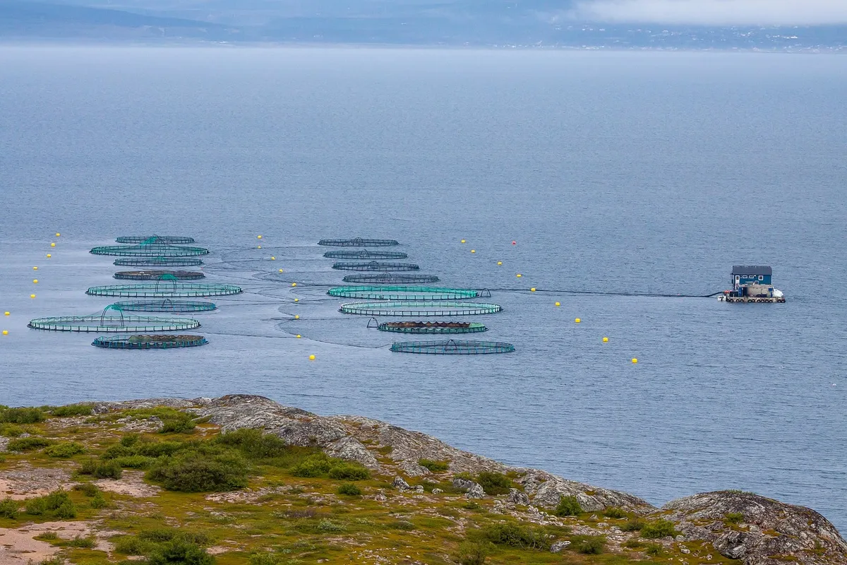 魚の养殖、ノルウェー、海、漁業業界、水産養殖、自然、海洋